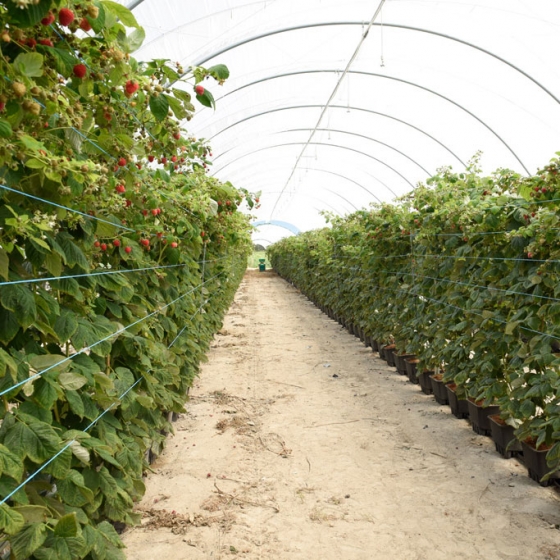 Raspberries in plantlogic drainage collection pots growin in Galuku coir pot-fillers
