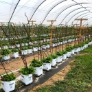 Raspberries in Easyfil Planter Bags