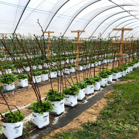 Raspberries in Easyfil Planter Bags