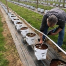 Raspberries in Easyfil Planter Bags suspended on wires for drainage