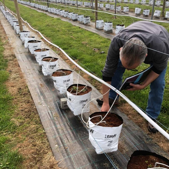 Raspberries in Easyfil Planter Bags suspended on wires for drainage