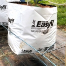 Raspberries in Easyfil Planter Bags