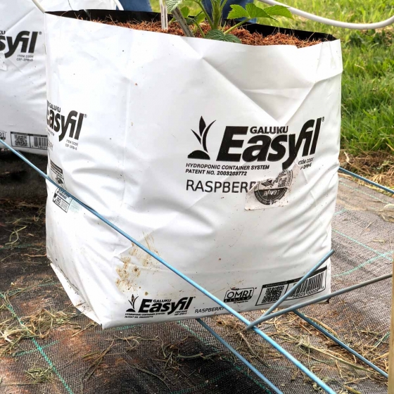 Raspberries in Easyfil Planter Bags