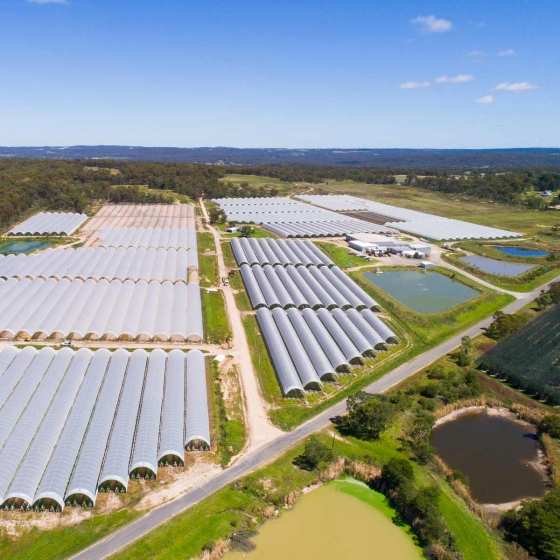 Raspberry Farm with Haygrove Tunnels New Zealand