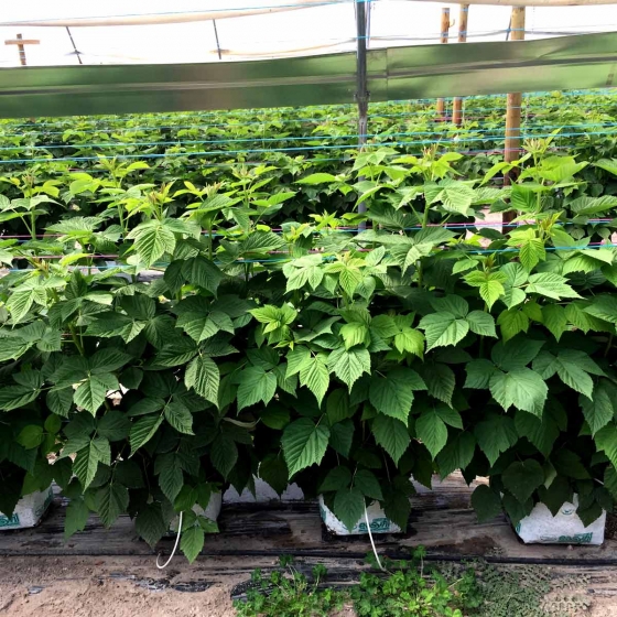 Raspberries in Easyfil Planter Bags