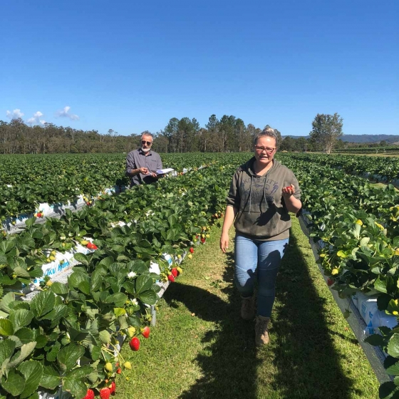 strawberry farming