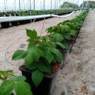 Raspberries in Plantlogic Pots