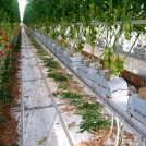 Tomatoes in coir substrate Australia