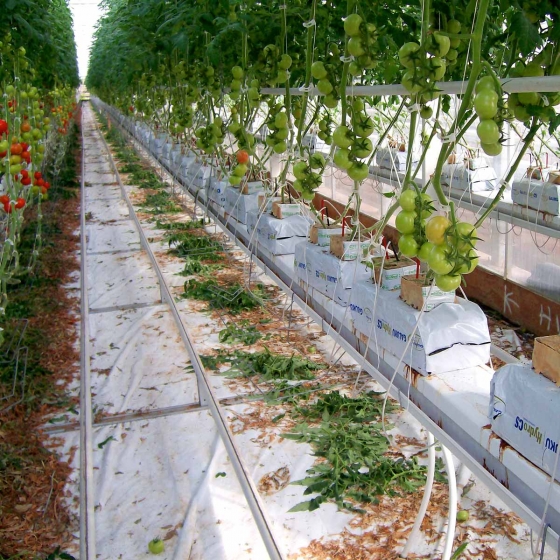 Tomatoes in coir substrate Australia