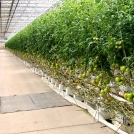 Tomatoes growing in Mexico