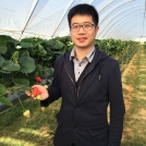 strawberry farming