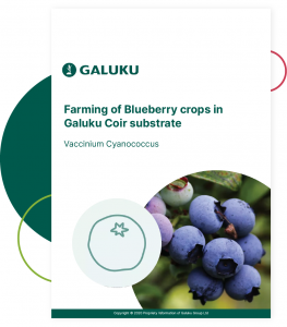 Farming blueberry crops in Galuku Coir Substrate Guide