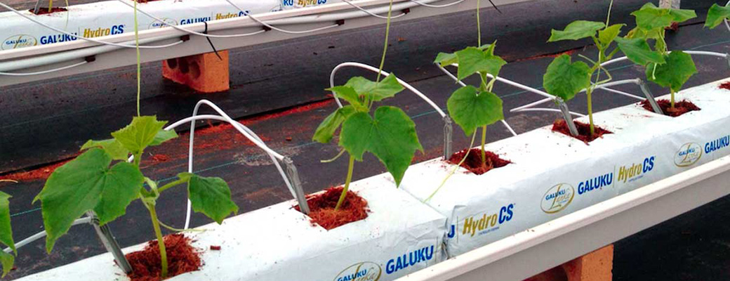 cucumber_growbag3-crop cucumbers in cocopeat