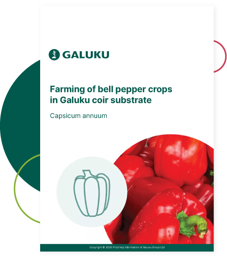 bell-pepper-cover-snapshot Farming Bell Peppers in Galuku Coir Substrate