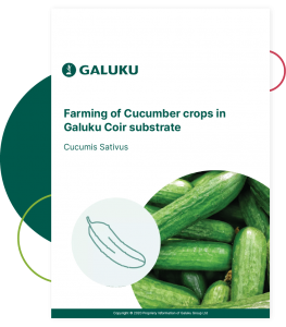 Growing cucumber in Coir substrate