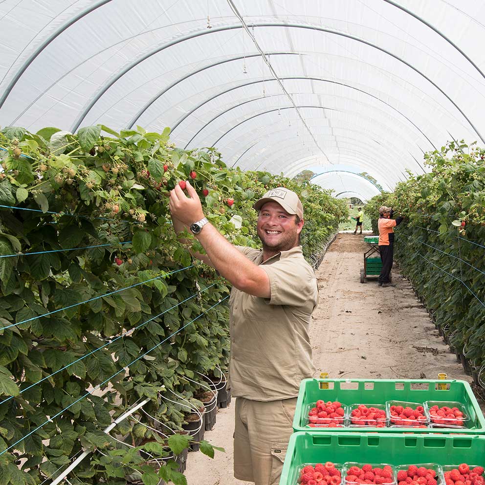 berry farming with coir