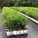 Ginger growing in easyfil planterbags