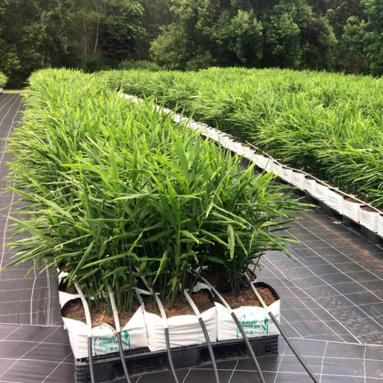 Ginger growing in easyfil planterbags