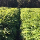 Ginger foliage