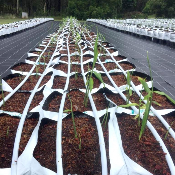 Ginger seedlings in easyfil planterbags