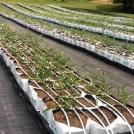 Ginger growing in easyfil planterbags