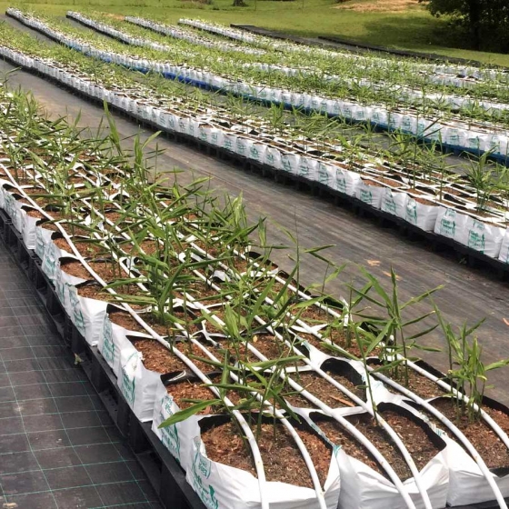 Ginger growing in easyfil planterbags