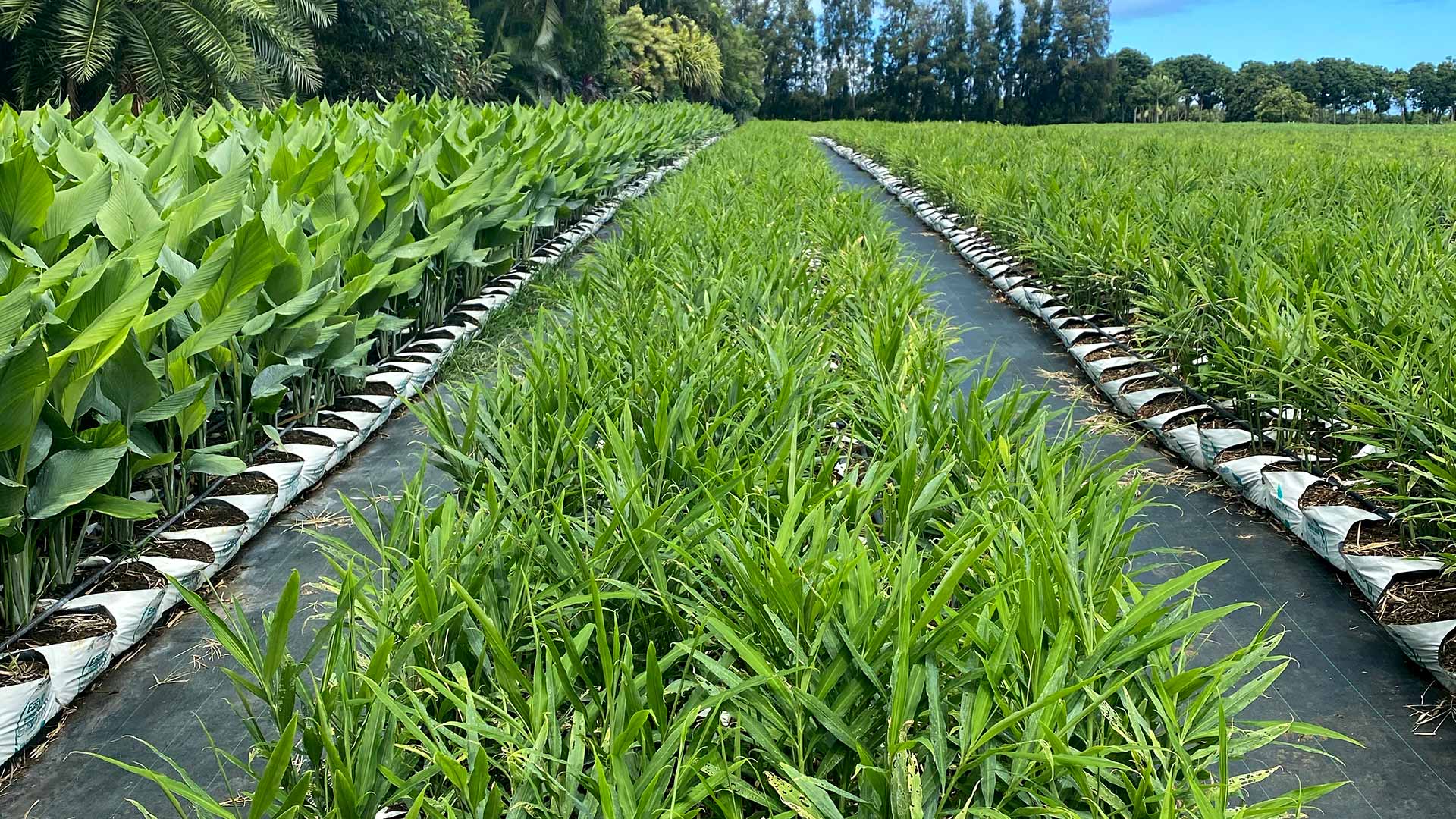 Hydroponic Ginger & Turmeric crops in Hawaii