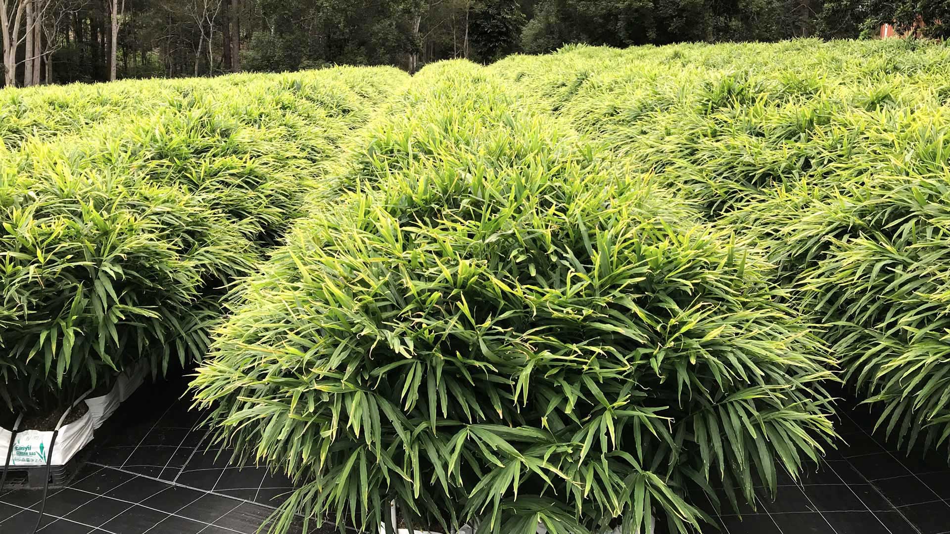 Ginger crop in Queensland, Australia
