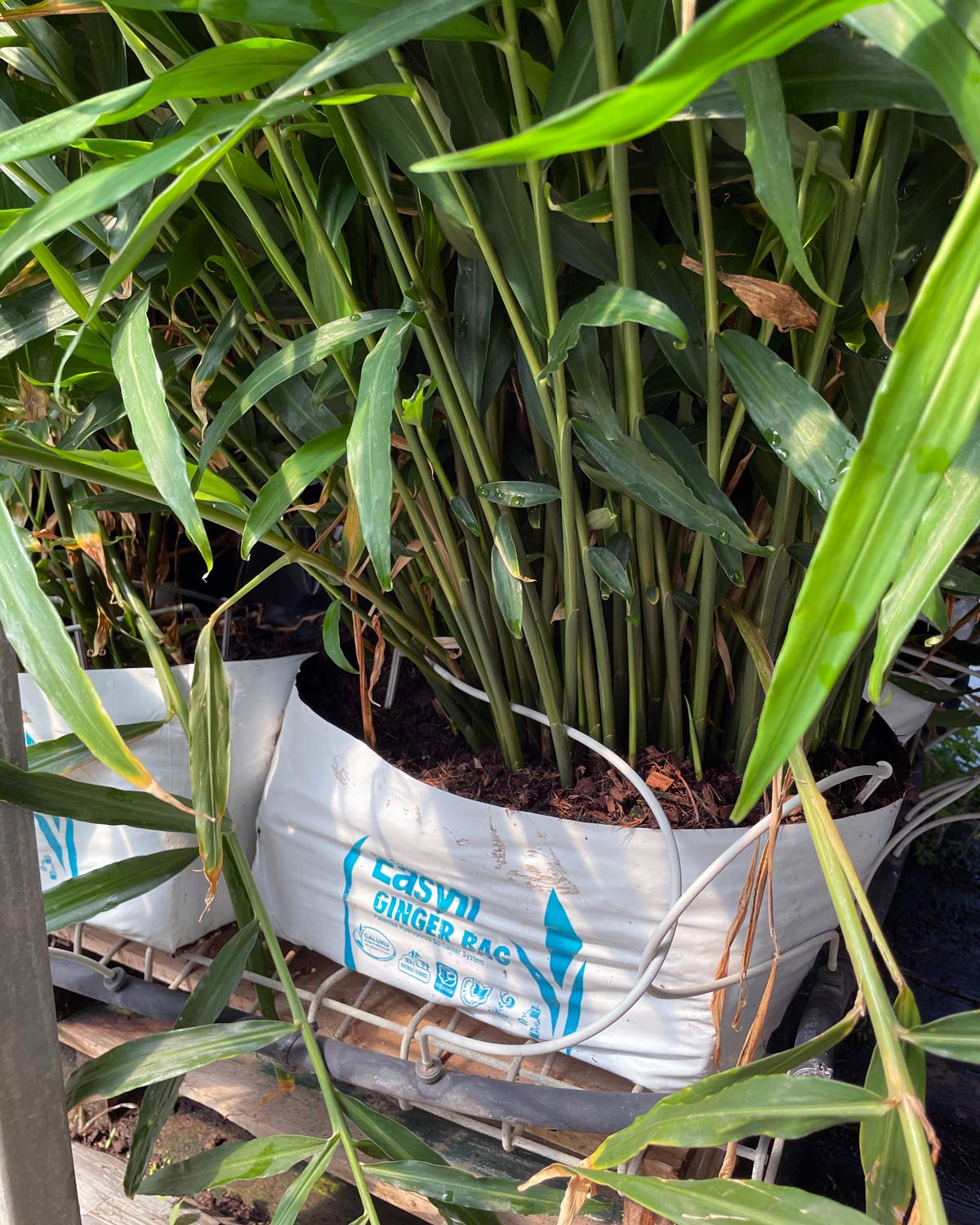 Hydroponic Ginger in Coir - Galuku's Easyfil Ginger PlanterBag