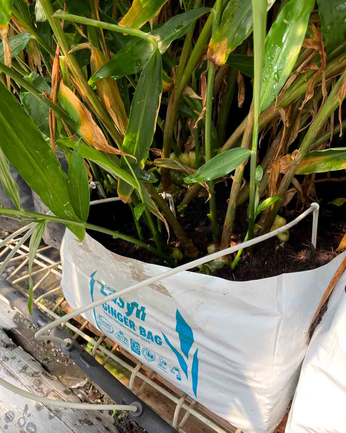 ginger-bundaberg-qld-2021-5 Ginger growing in Galuku's Easyfil Ginger PlanterBags in Bundaberg, Australia