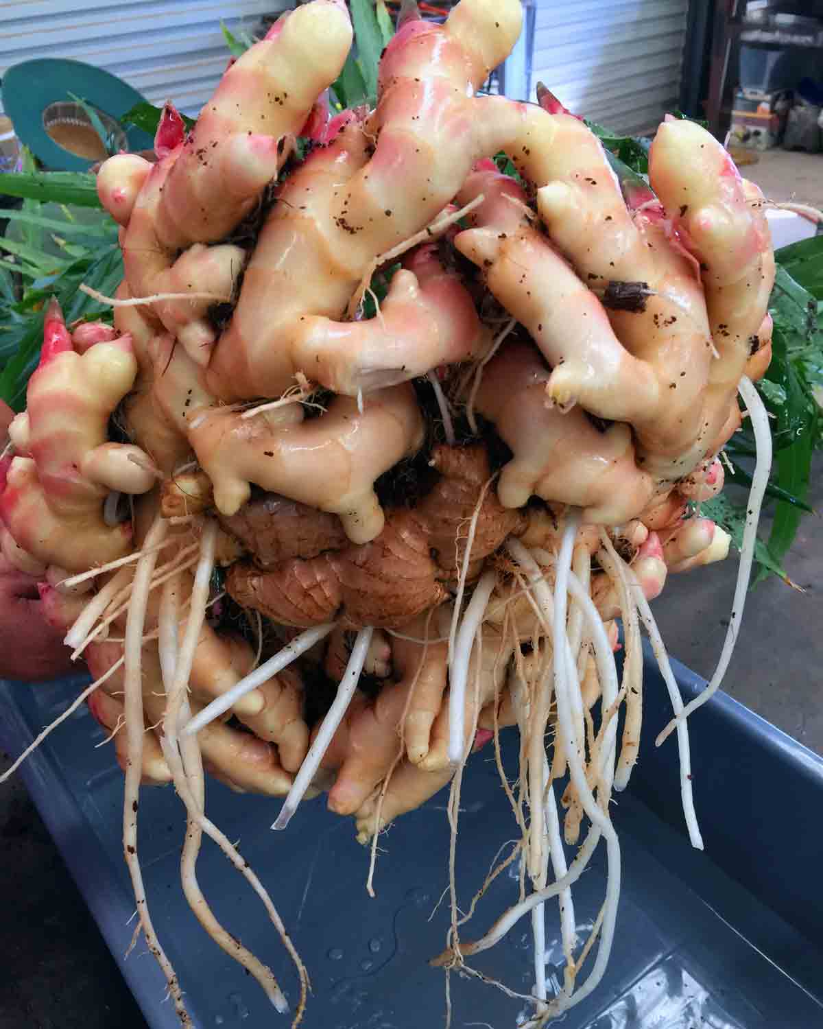 ginger-roots-under-development Ginger roots under development in Queensland, Australia