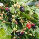 blackberry farming coffs harbour, Australia