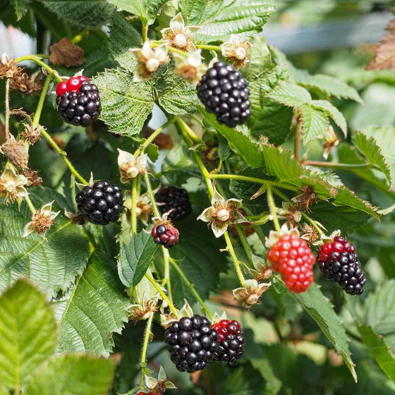 blackberry farming coffs harbour, Australia