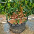 Blueberries growing in coir substrate pots in Coffs Harbour, Australia