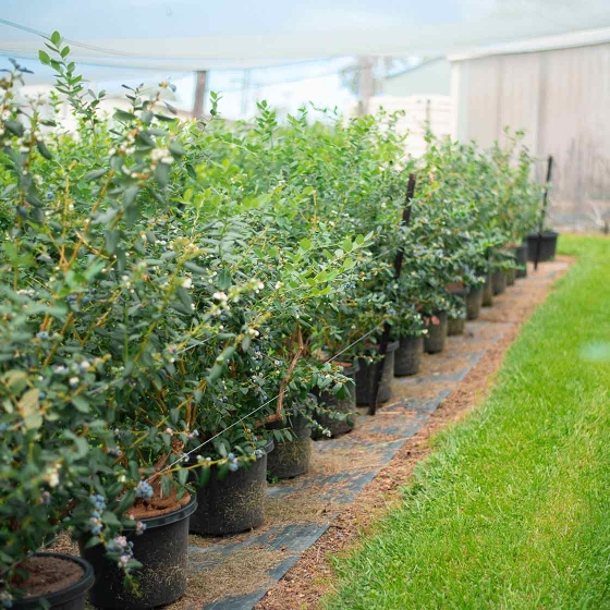 Blueberries growing hydroponically in coir substrate