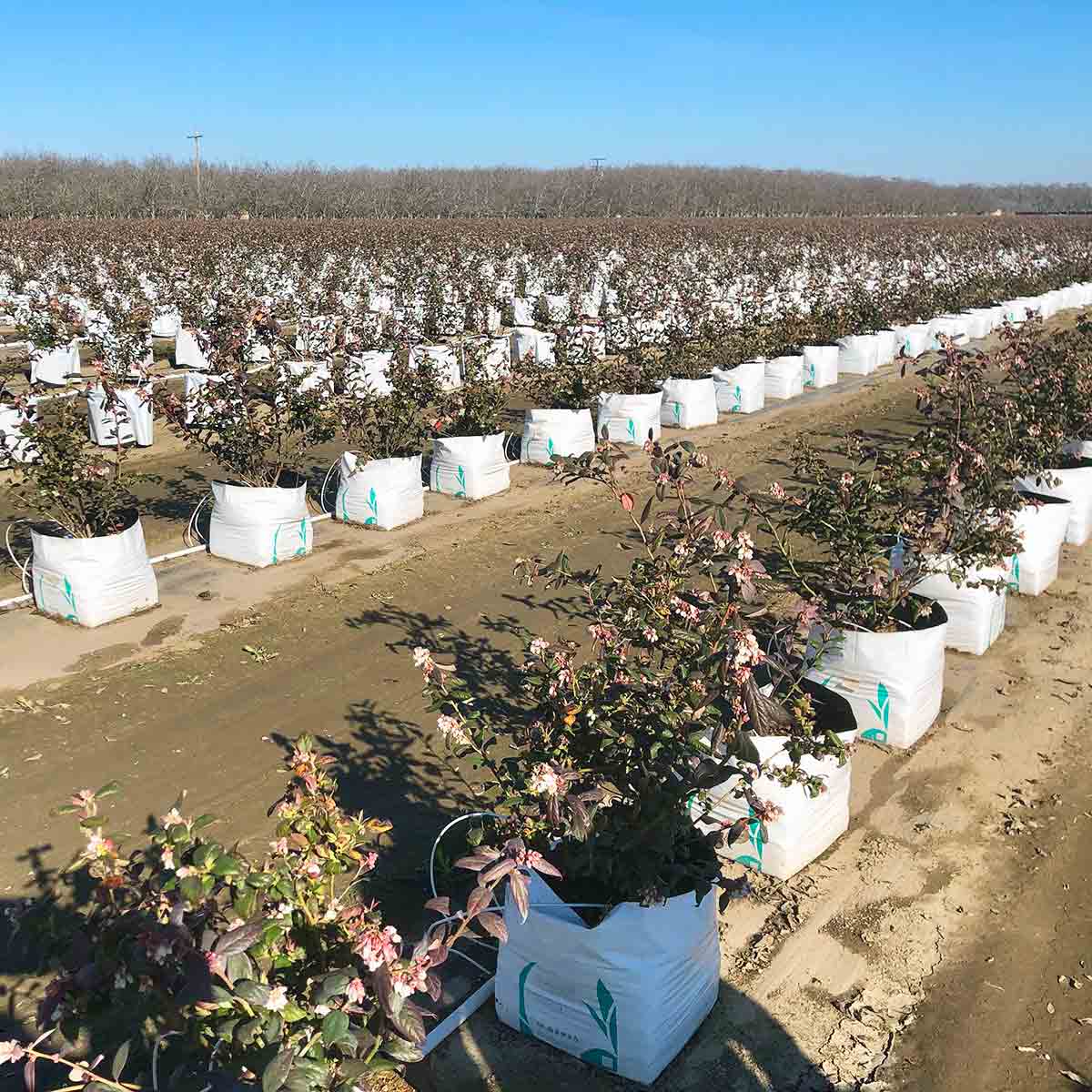 blueberries-california1 blueberries growing in California