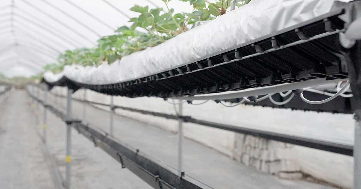 feature-hi-grow Plantlogic Hi-Grow Slab Tabletop Strawberry System