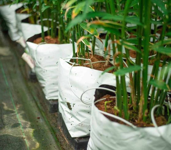 coir substrate and cocopeat suppliers - ginger growing in easyfil planterbags