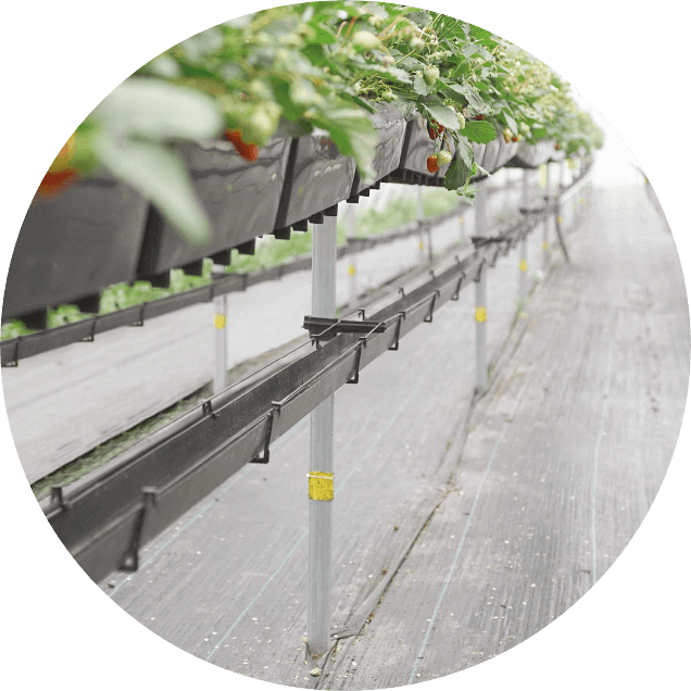 Plantlogic Hi-Grow Strawberry Pot System