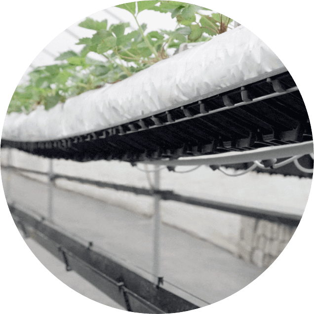 Plantlogic Hi-Grow Strawberry Slab System