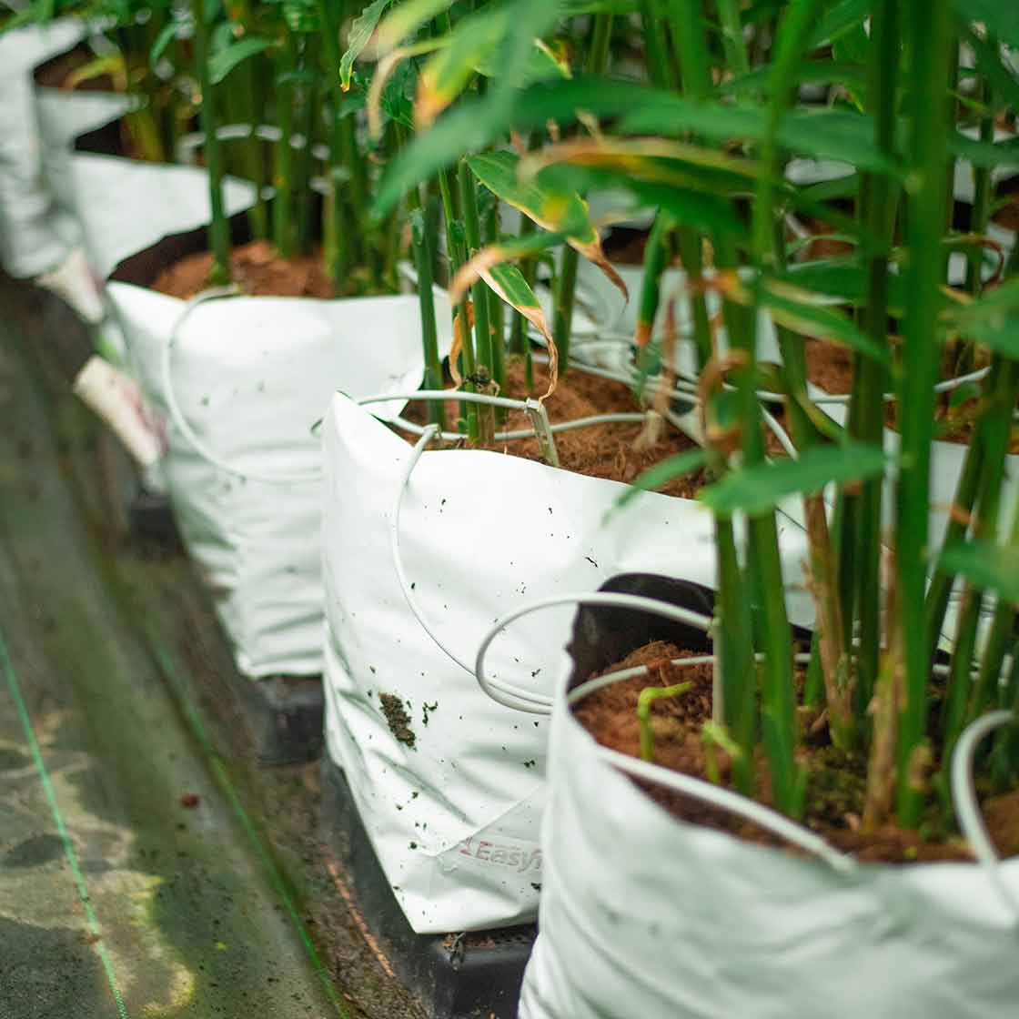 ginger-growing-in-coir-substrate Ginger growing in coir substrate