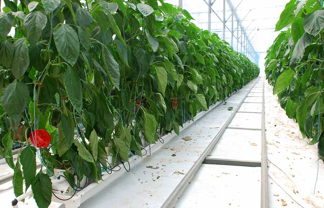 bell-peppers-growing-in-coir Bell Peppers growing in coir grow bags