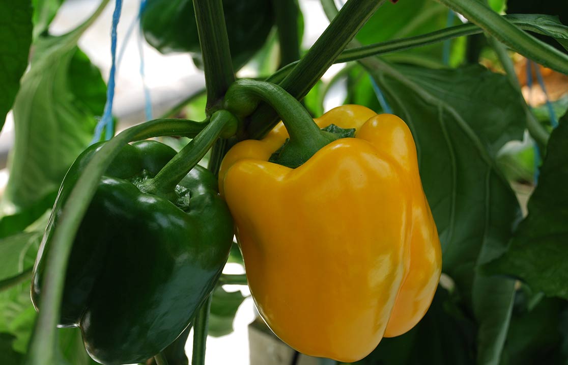 bell-peppers-grown-in-coir Bell Peppers Grown in Coco Coir