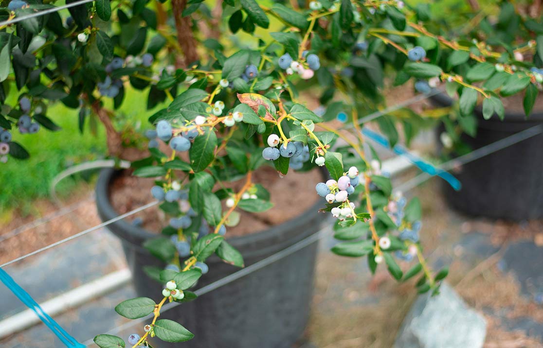 blueberries-growing-in-coir-substrate blueberries-growing-in-coir-substrate