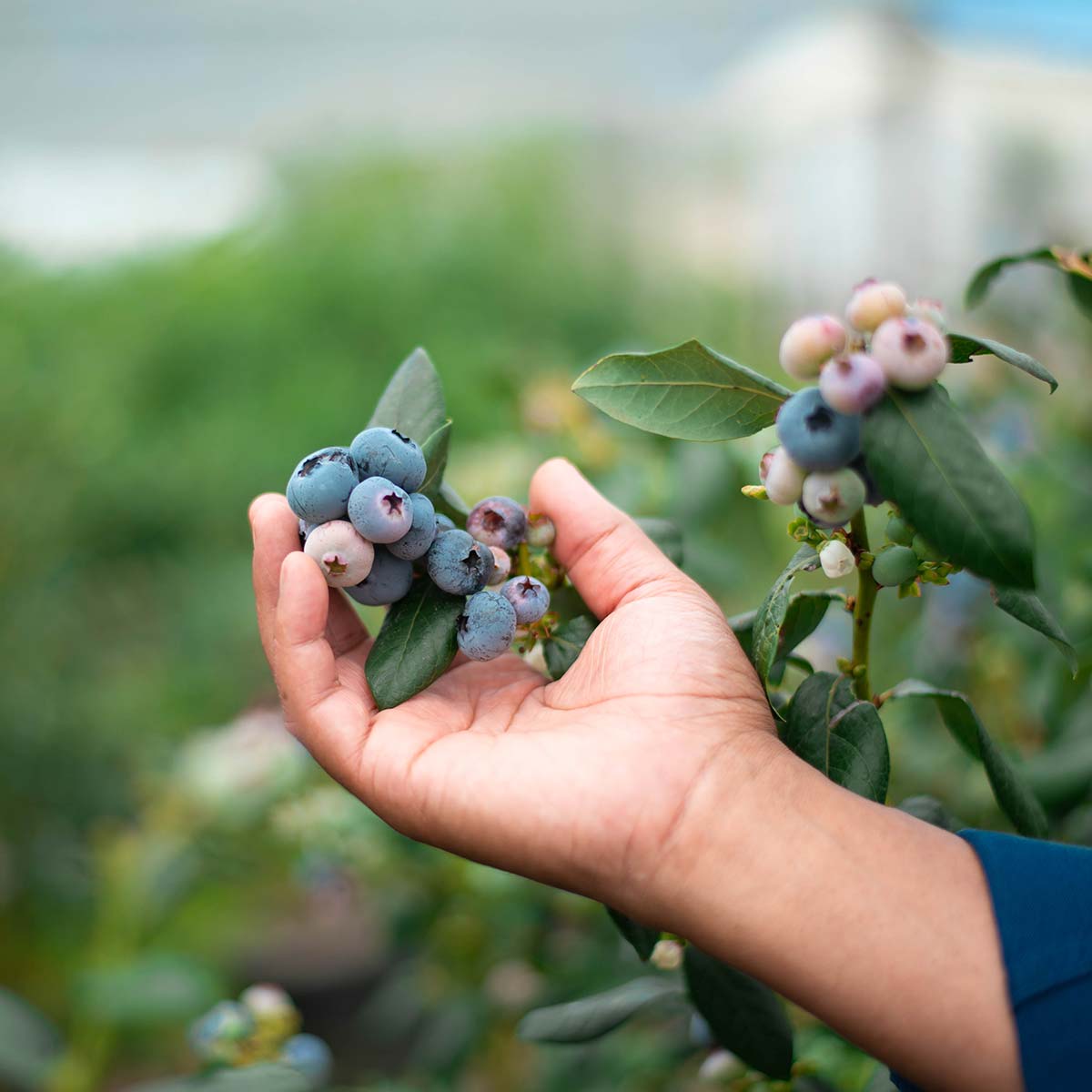 blueberries grown in cocopeat Blueberries grown hydroponically in cocopeat