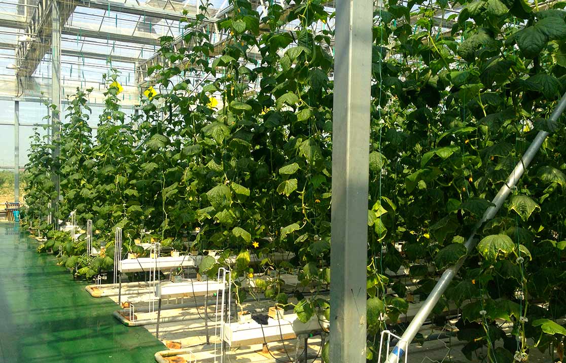 cucumber-farming-in-grow-bags Cucumber Farming in Coir Grow Bags