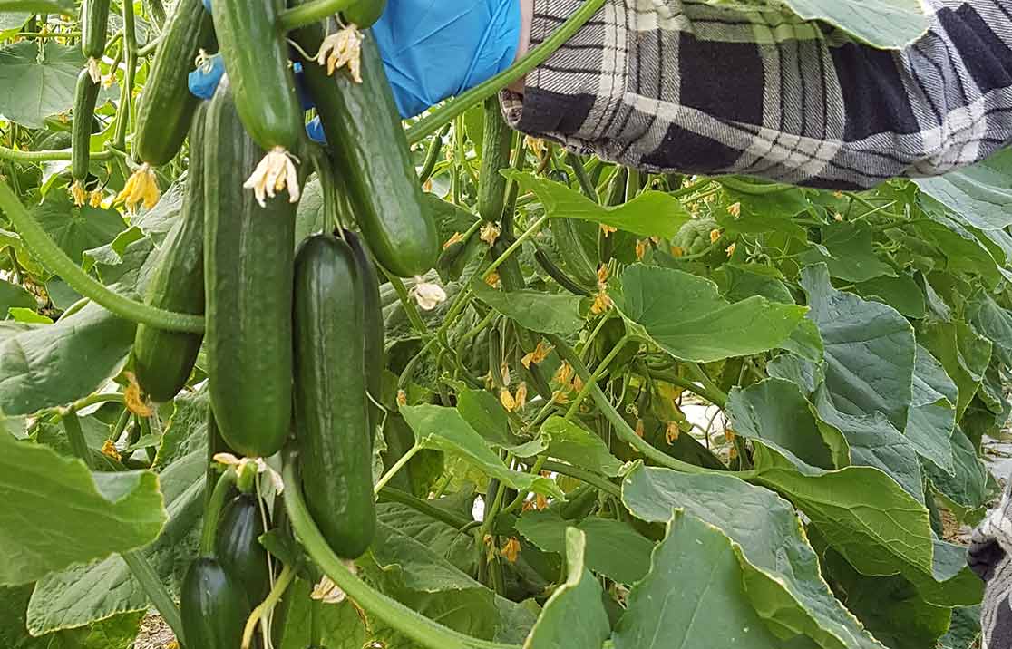 cucumber-farming Hydroponic Cucumber Farming in Coco Coir