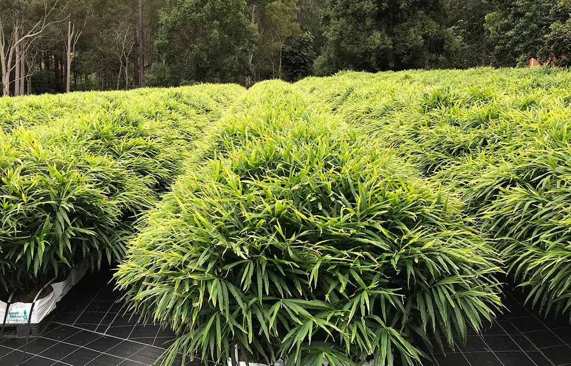hydroponic-ginger-farming Hydroponic Ginger Farming in Coir Substrate
