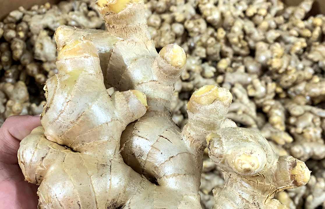 hydroponic-ginger-harvest Hydroponic Ginger Farming - harvest