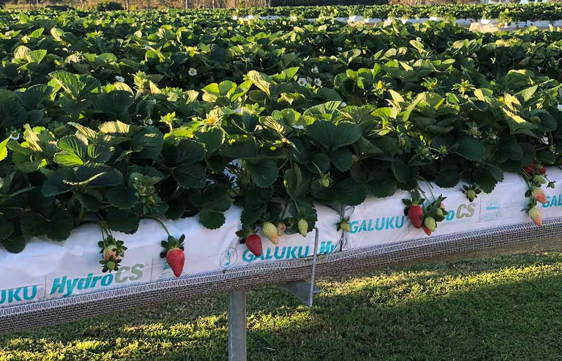 strawberries-tabletop-growing Strawberries growing in hydroponic tabletop system in coco coir